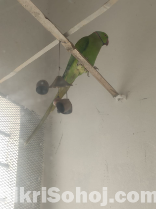 green parrot